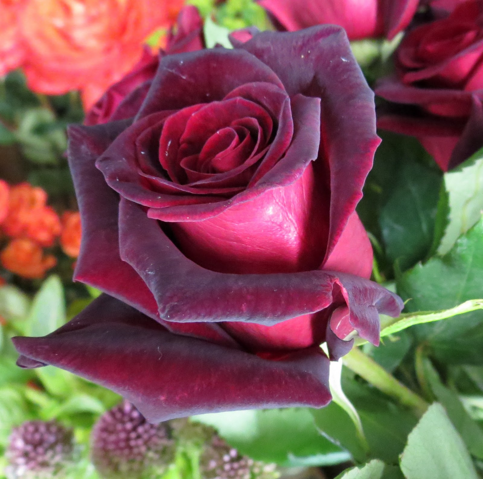 baccara rose meaning baccara rose meaning